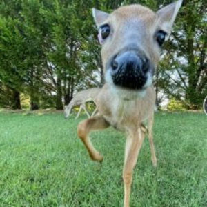 Meet your Posher, Deez